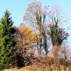 goldener Herbstag im November