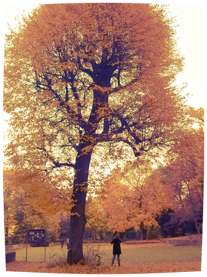 Goldener Herbstbaum