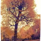 Goldener Herbstbaum