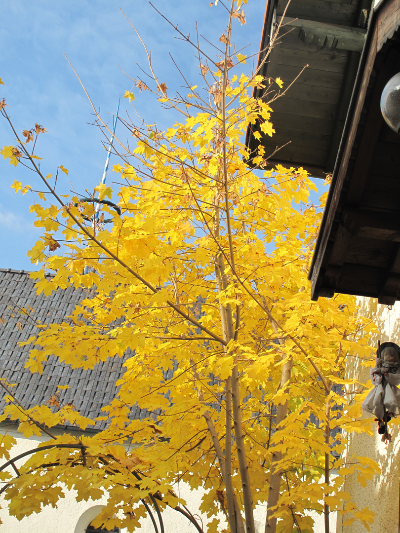 Goldener Herbstgruß vor meiner Haustür