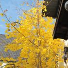 Goldener Herbstgruß vor meiner Haustür