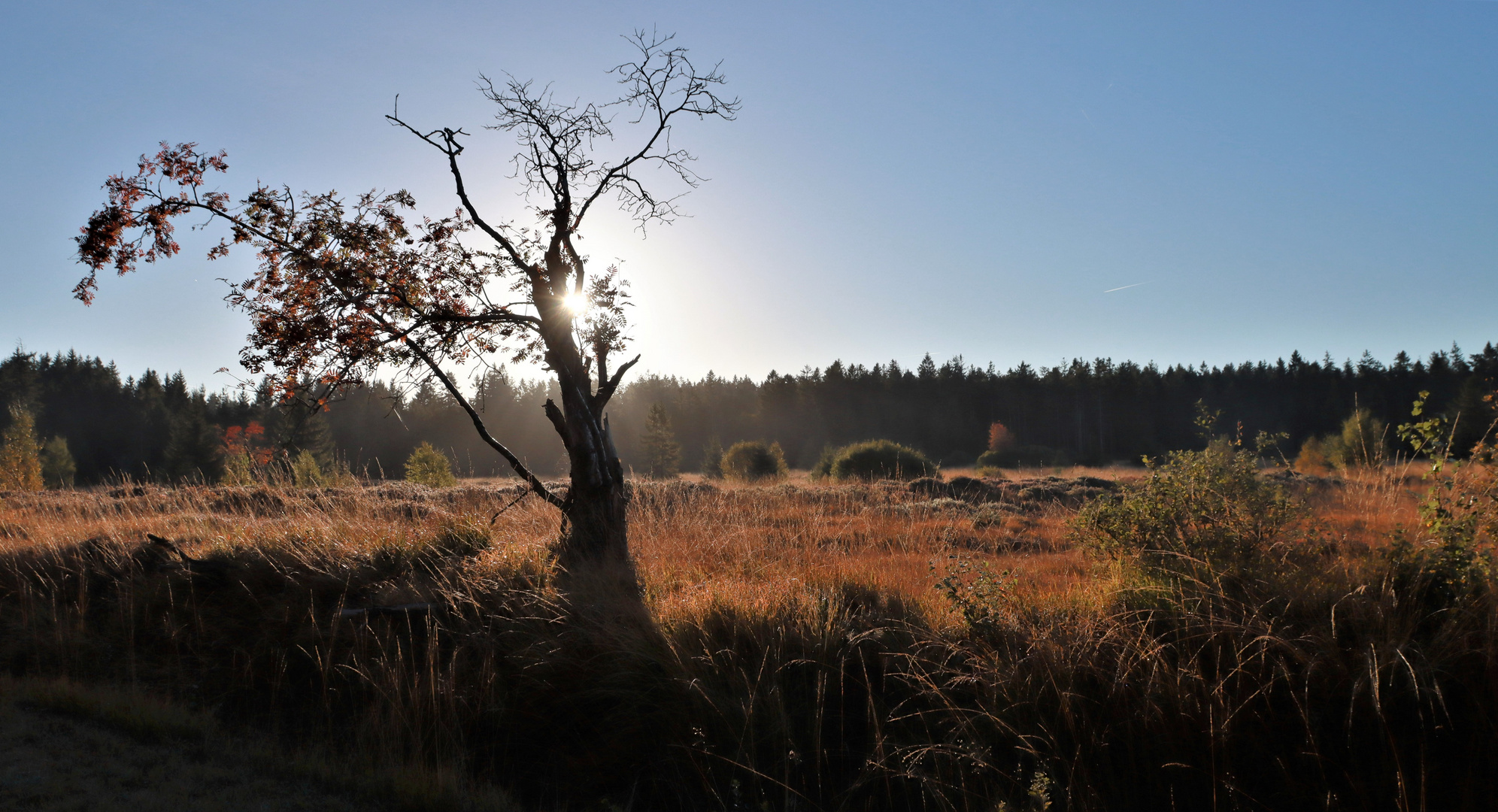 Goldener Herbstmorgen  