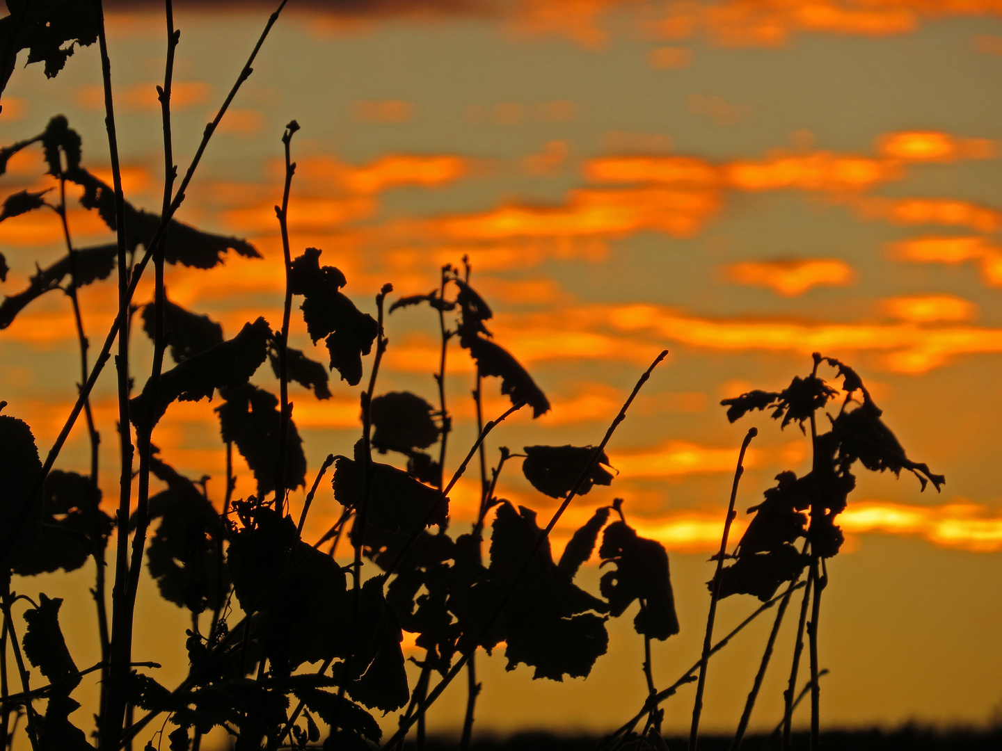 Goldener Herbstmorgen