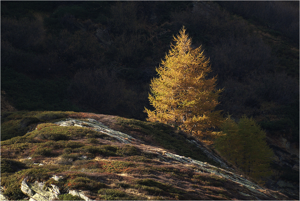 Goldener Herbstschnitt