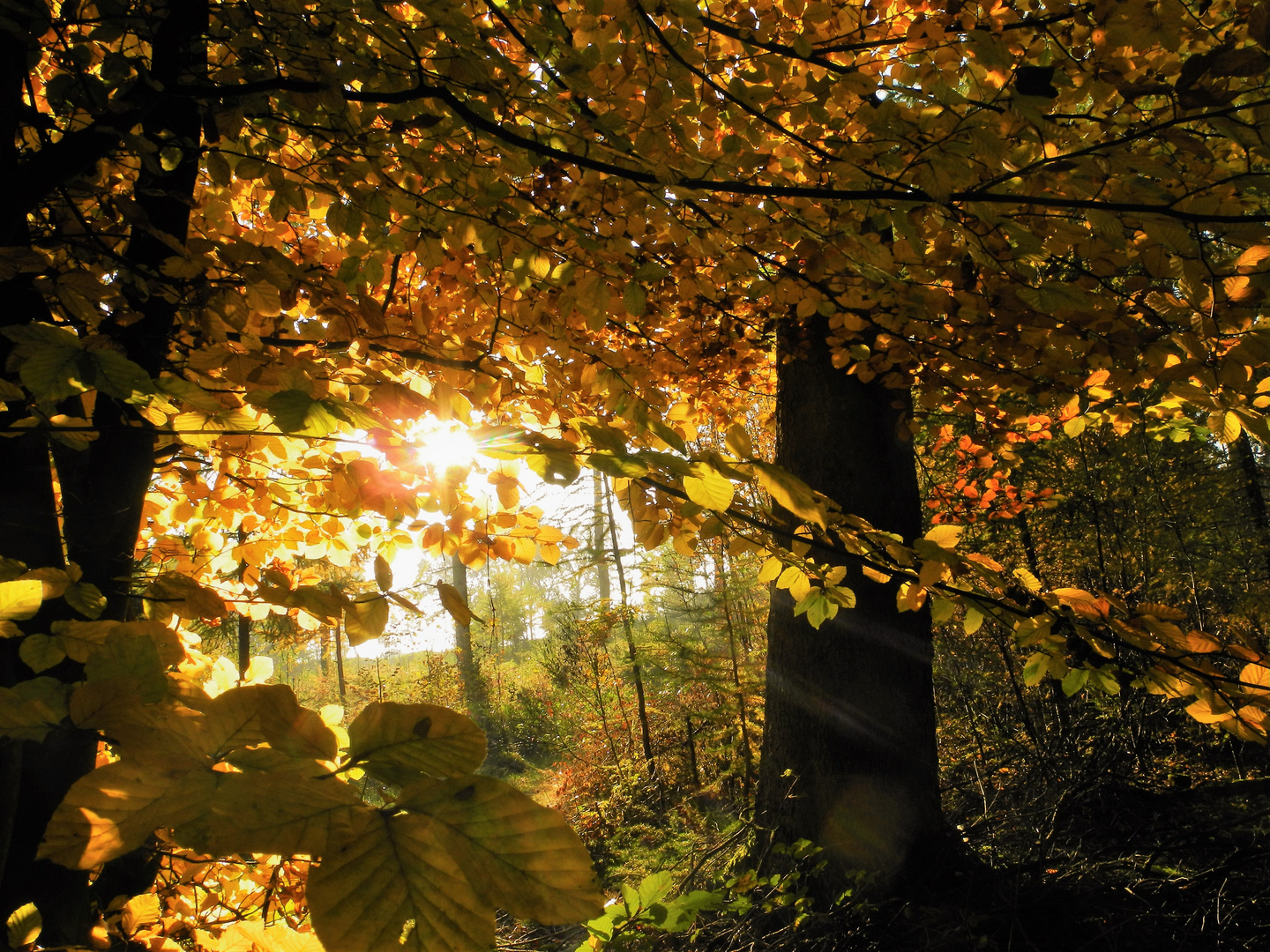 Goldener Herbstsonntag