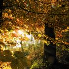 Goldener Herbstsonntag