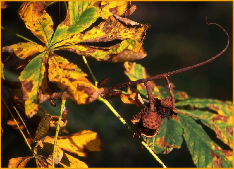 goldener Herbsttag