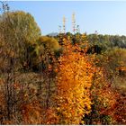 Goldener Herbsttag bei Görlitz