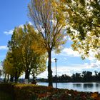 Goldener Herbsttag in Breisach am Rhein