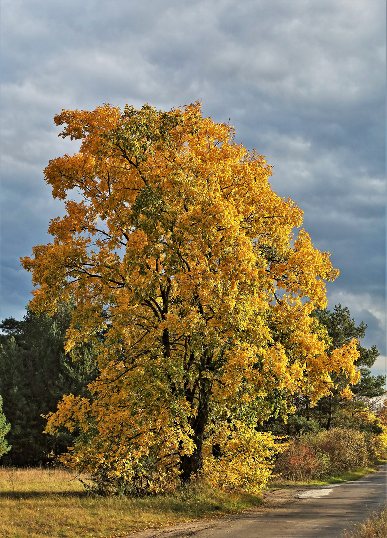 Goldener Herbsttraum...