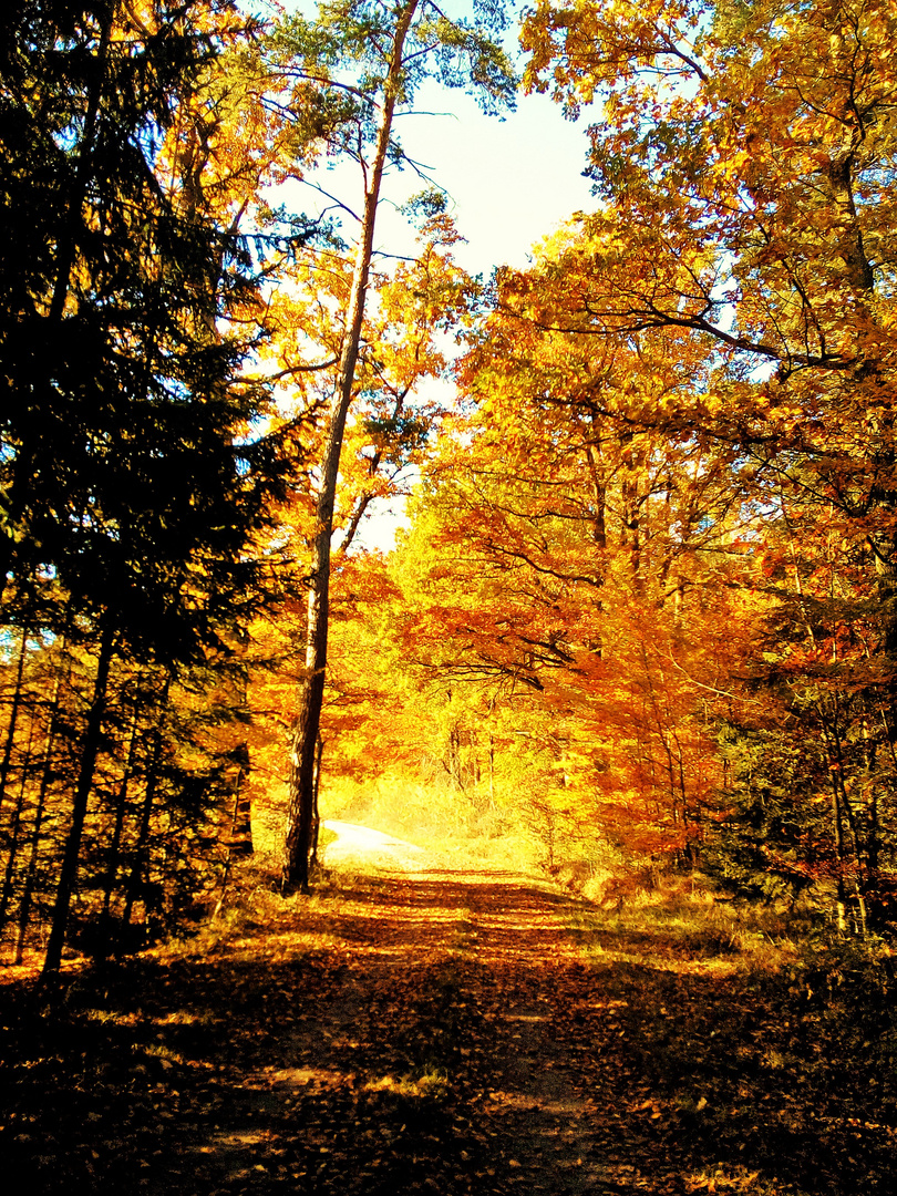 Goldener Herbstwald