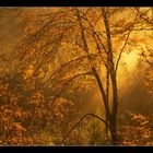 Goldener Herbstwald