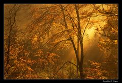 Goldener Herbstwald