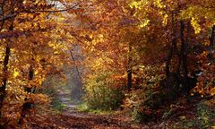 Goldener Herbstwald