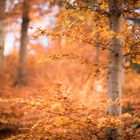 goldener Herbstwald