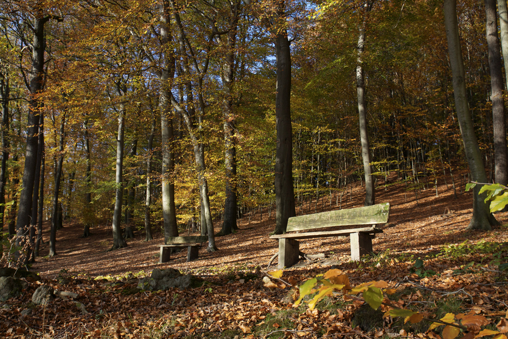 Goldener Herbstwald