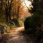 Goldener Herbstweg