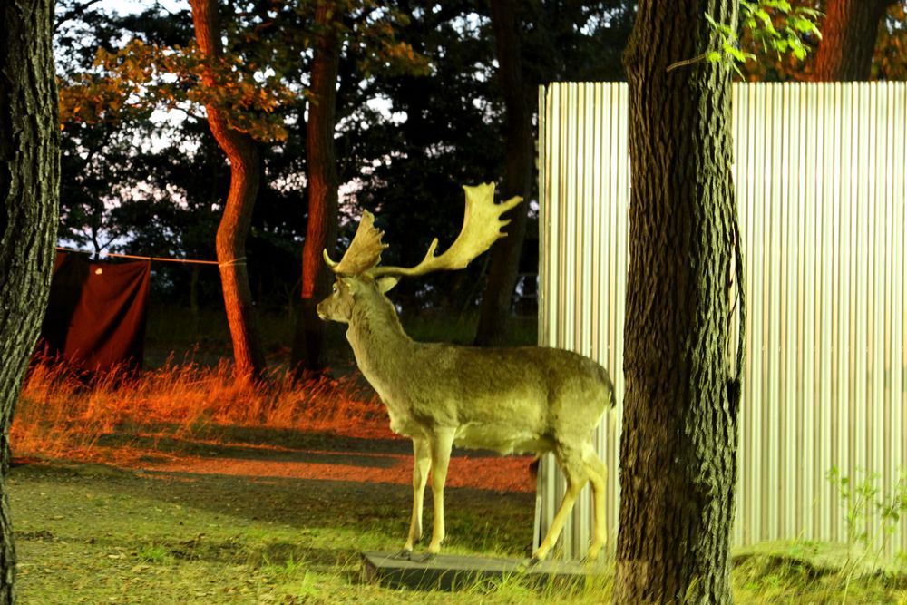 Goldener Hirsch