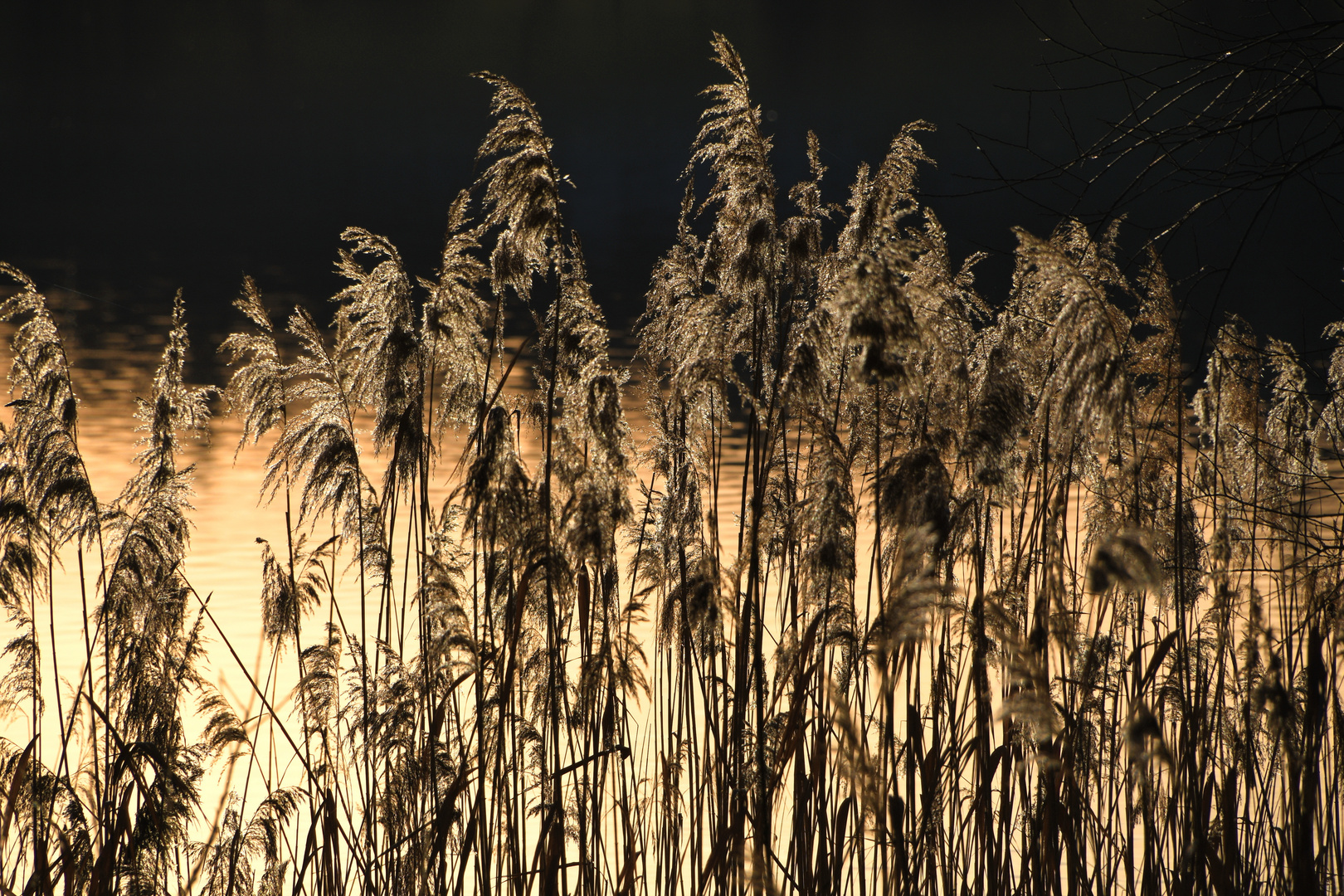 Goldener Januar am Waginger See