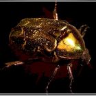 Goldener Käfer