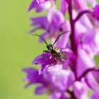 Goldener Käfer auf O.mascula - Mittelhessen - 2.5.14 - Bestimmungshilfe!