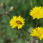 goldener Käfer