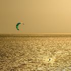 Goldener Kiter