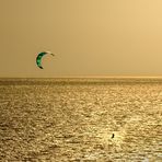 Goldener Kiter