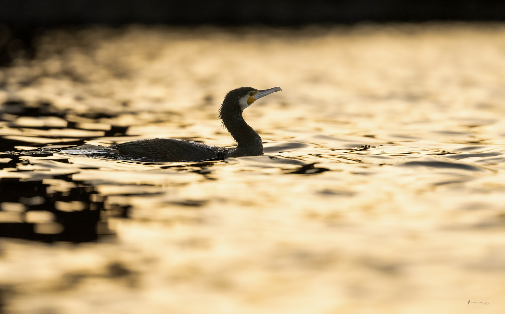 goldener Kormoran