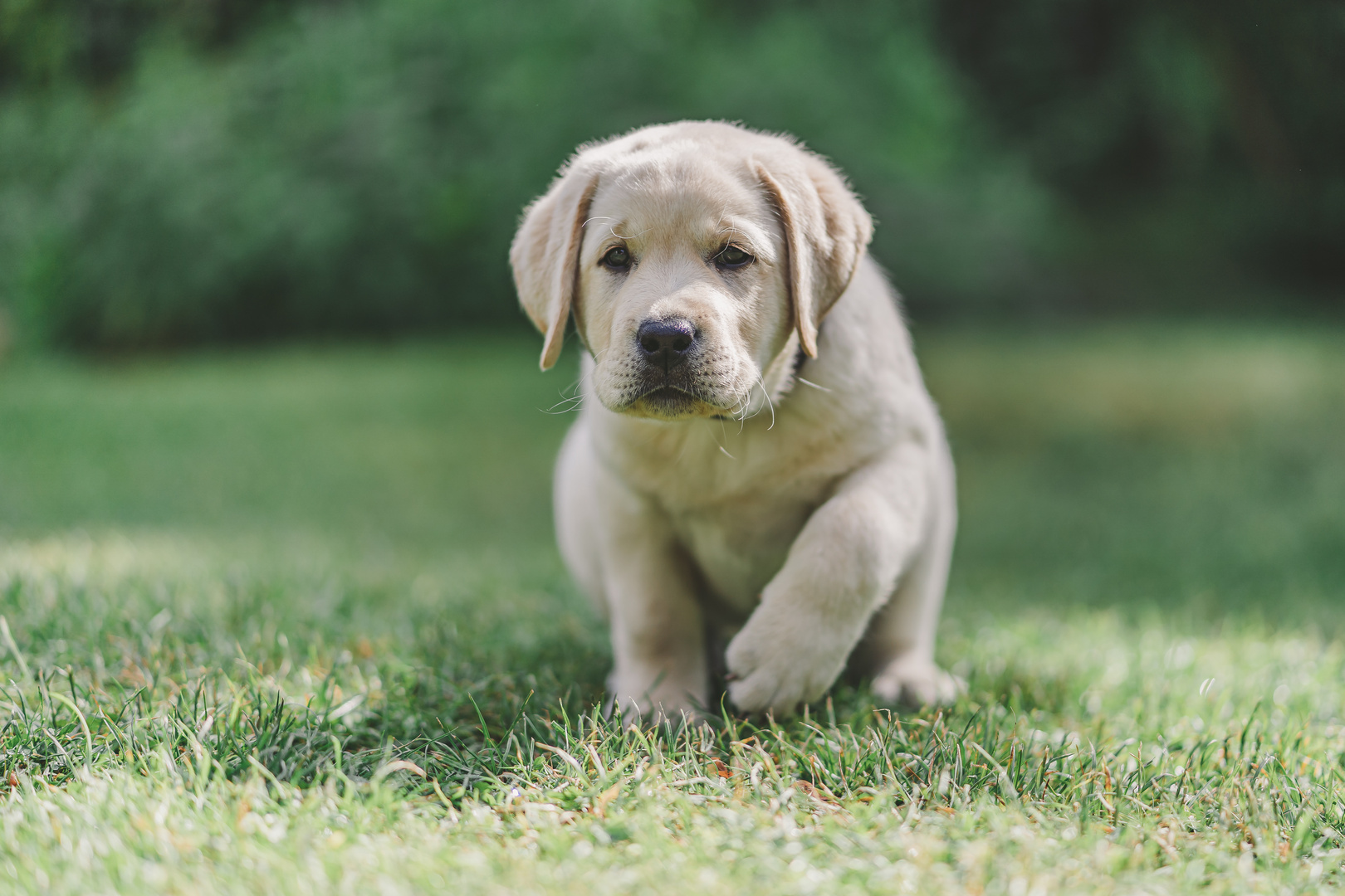 goldener Labrador Welpe