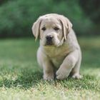 goldener Labrador Welpe