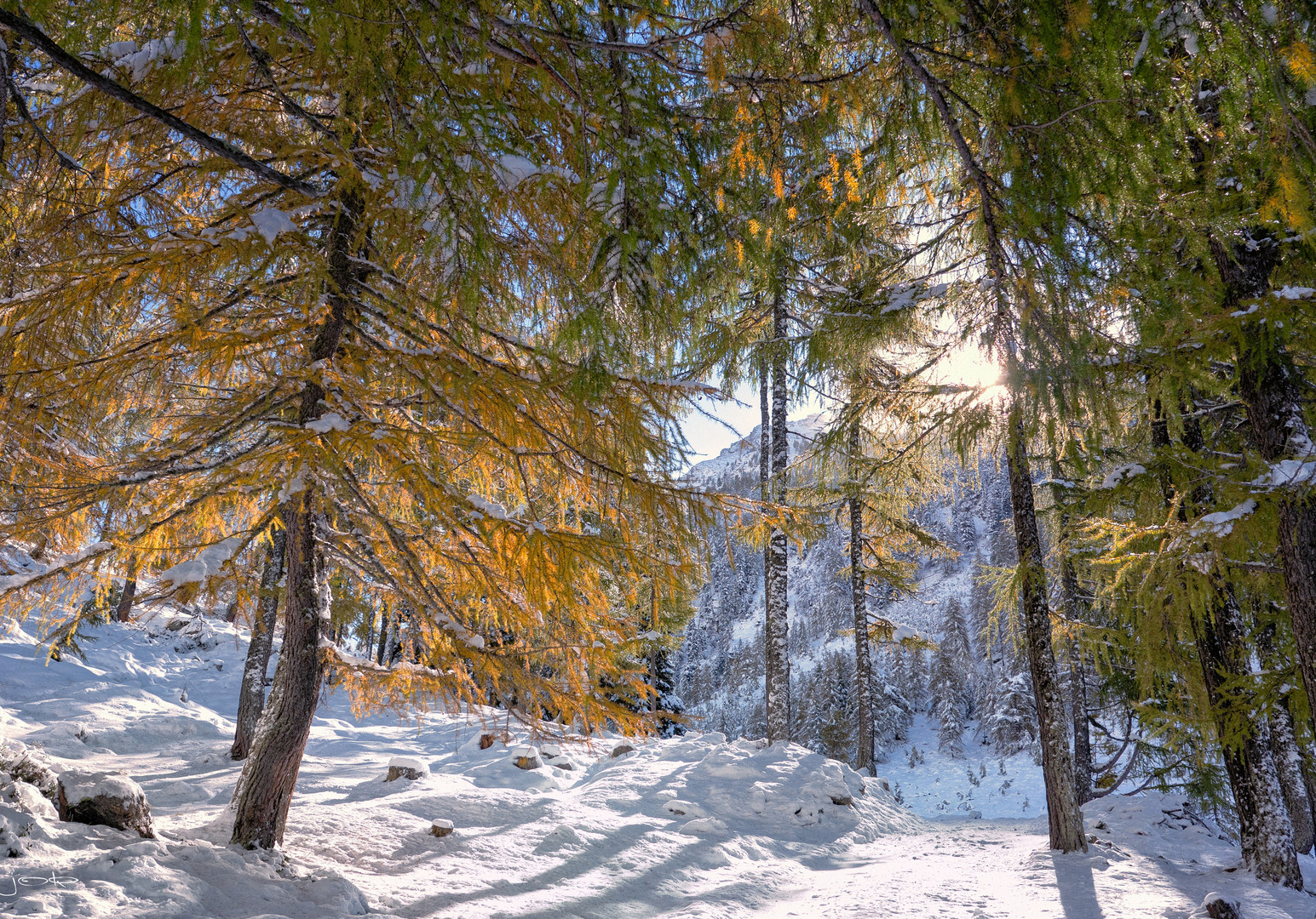 goldener Lärchenwald