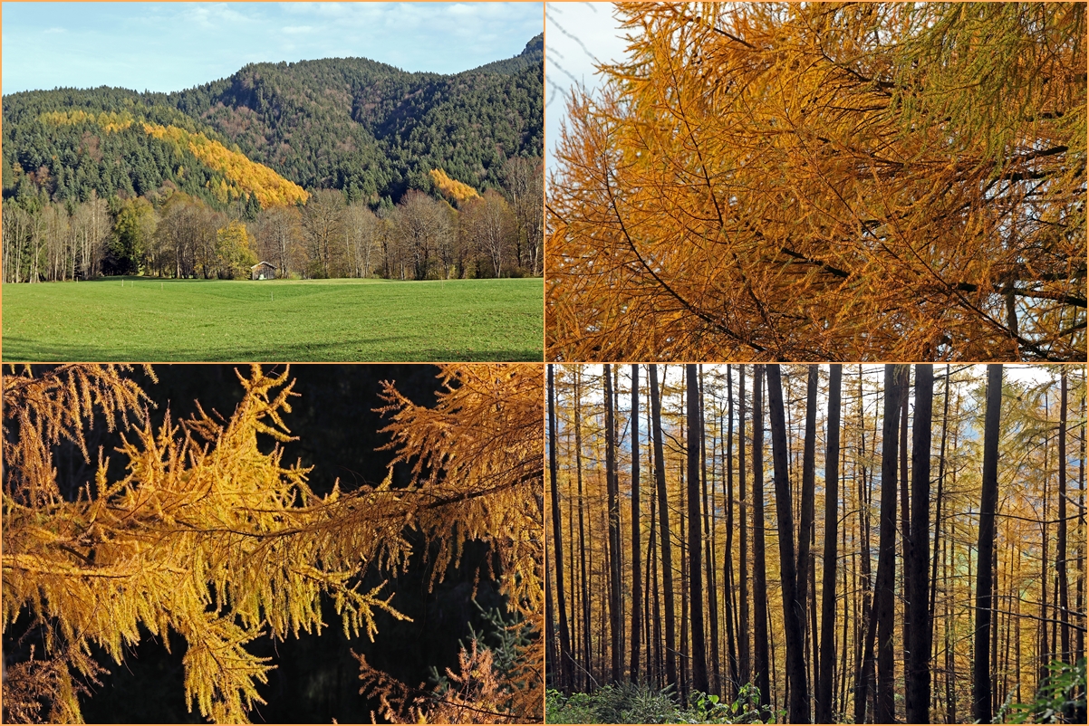 Goldener Lärchenwald-Strich im Herbst