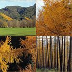Goldener Lärchenwald-Strich im Herbst