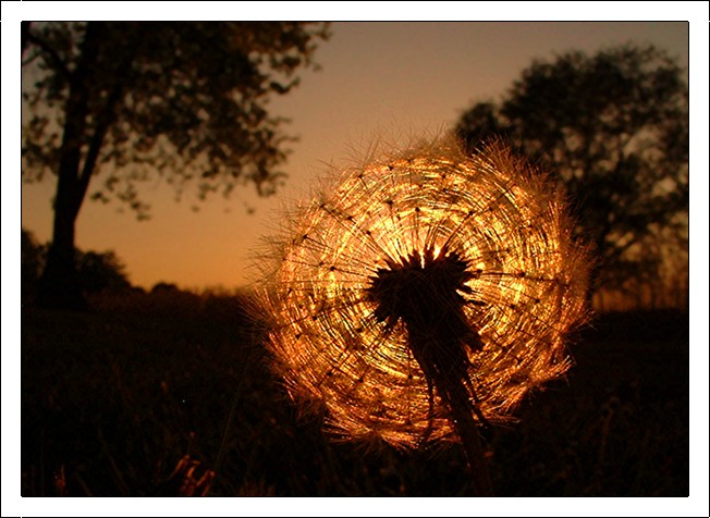 *Goldener Lampion*