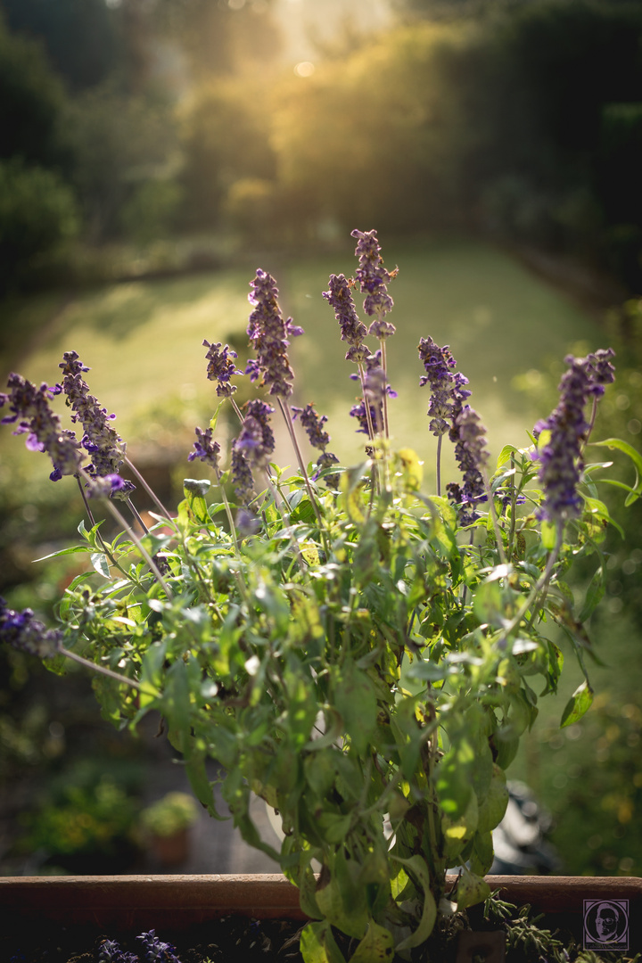 Goldener Lavendel