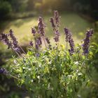 Goldener Lavendel