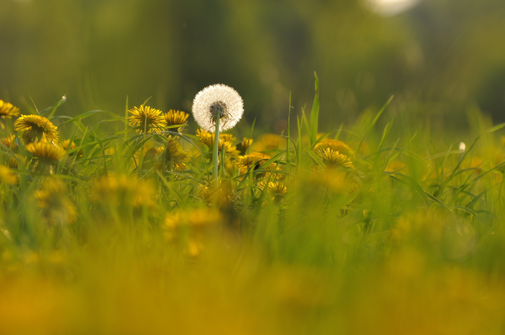 Goldener Mai