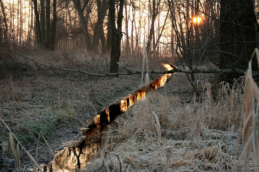 GOLDENER MITTELWEG