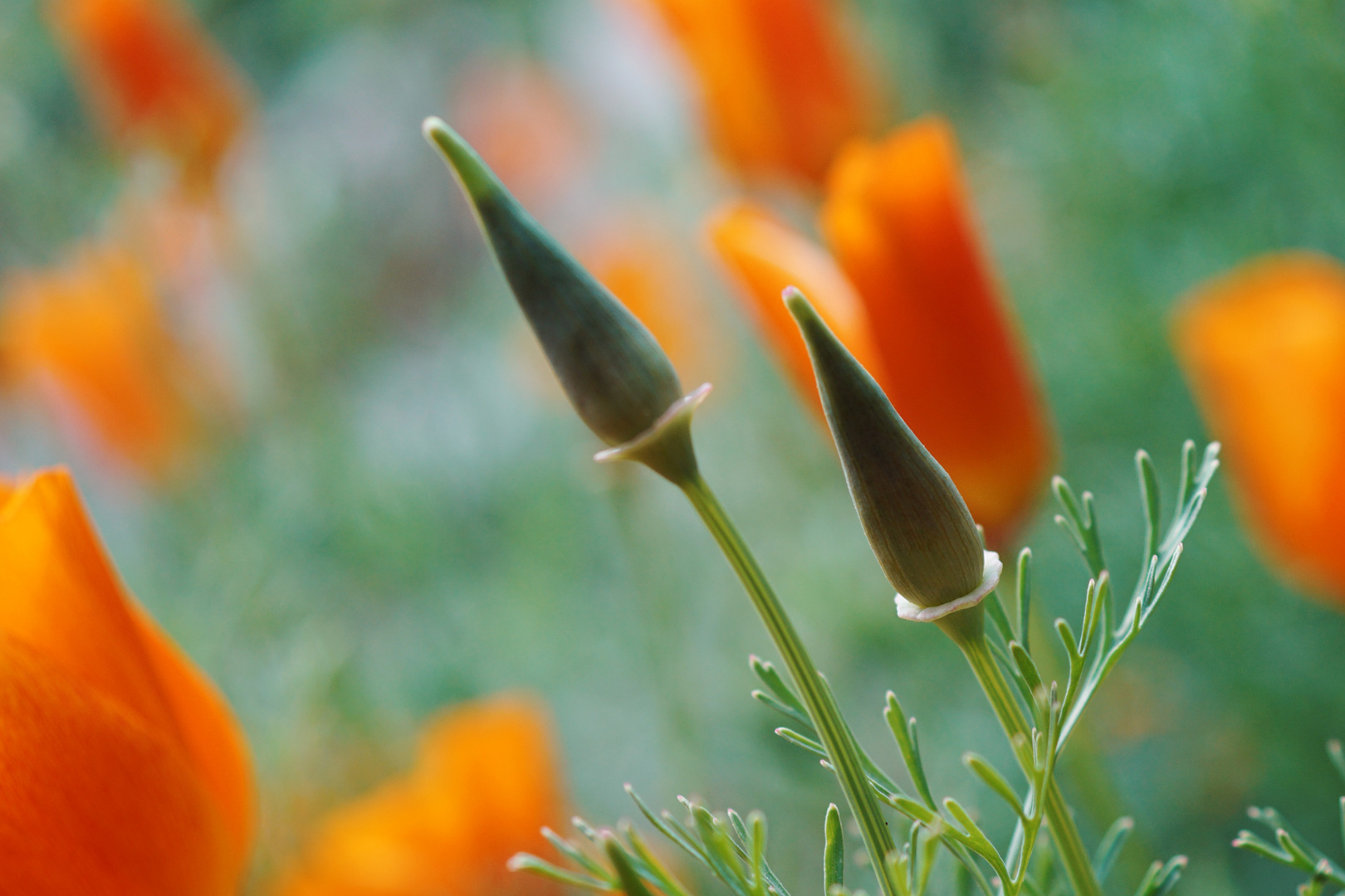 ...goldener mohn...