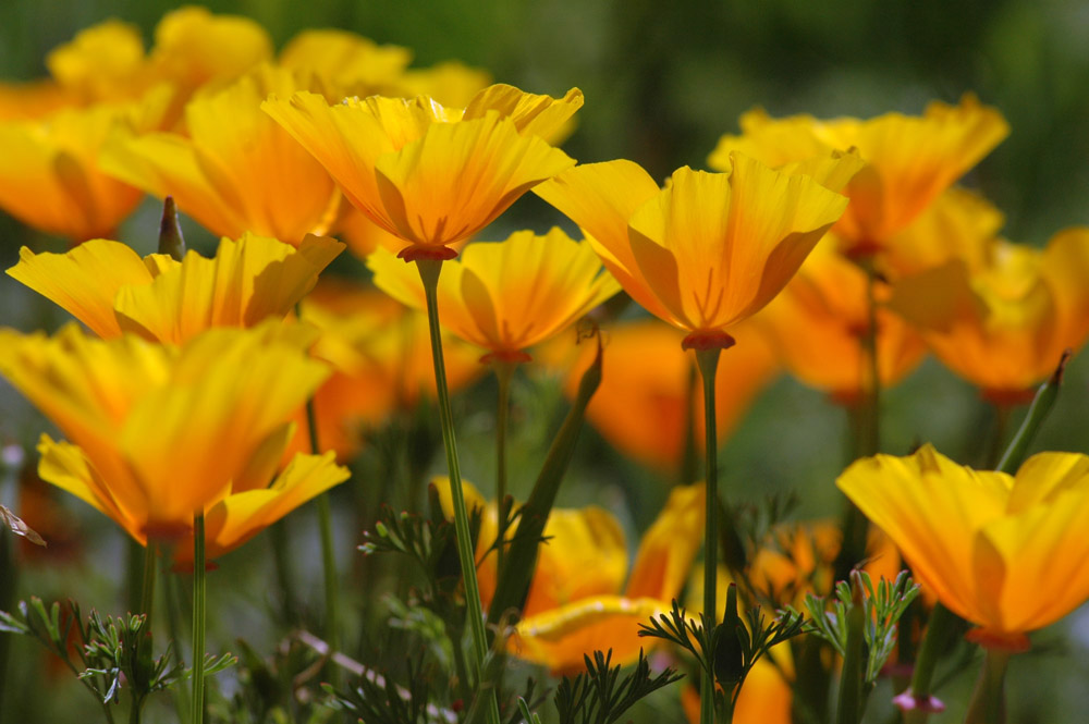 goldener Mohn