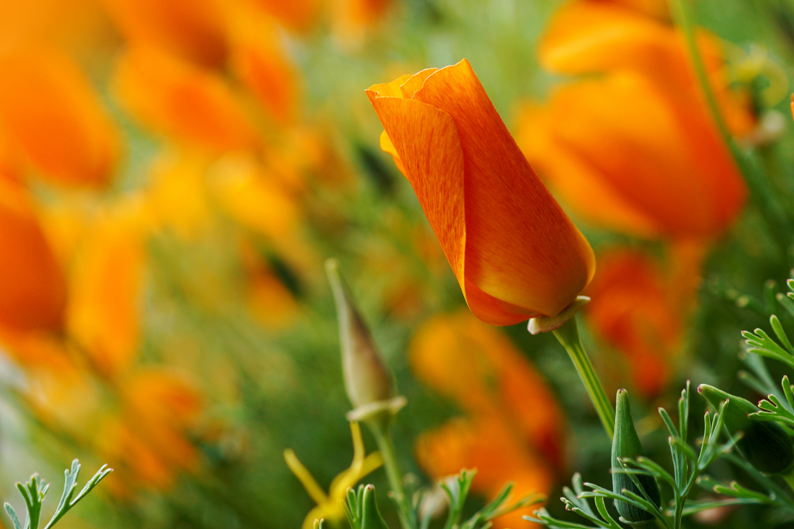 ...goldener mohn...