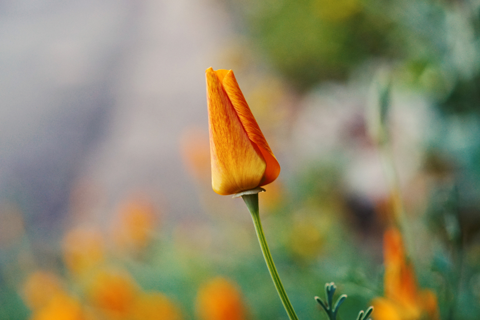 ...goldener mohn...