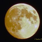 Goldener Mond am 15.9.2016 um 0,10 Uhr über meinem Garten