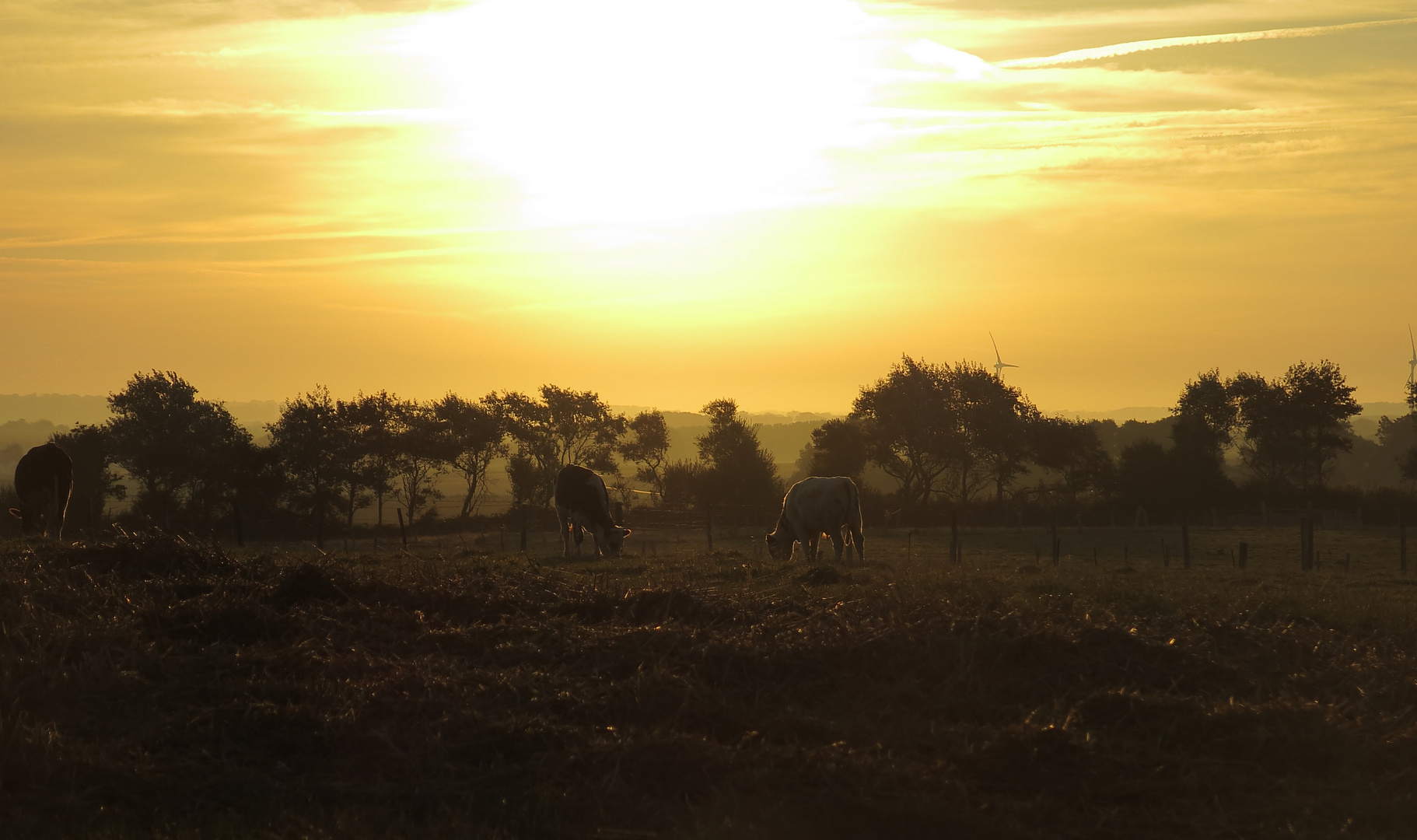 Goldener Morgen...