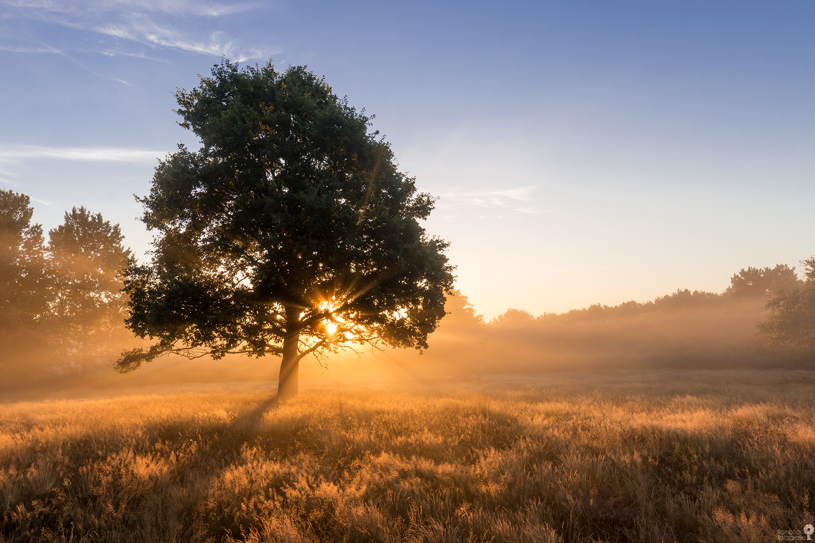 Goldener Morgen