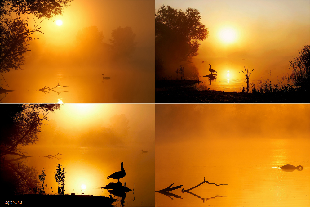 Goldener Morgen - Collage