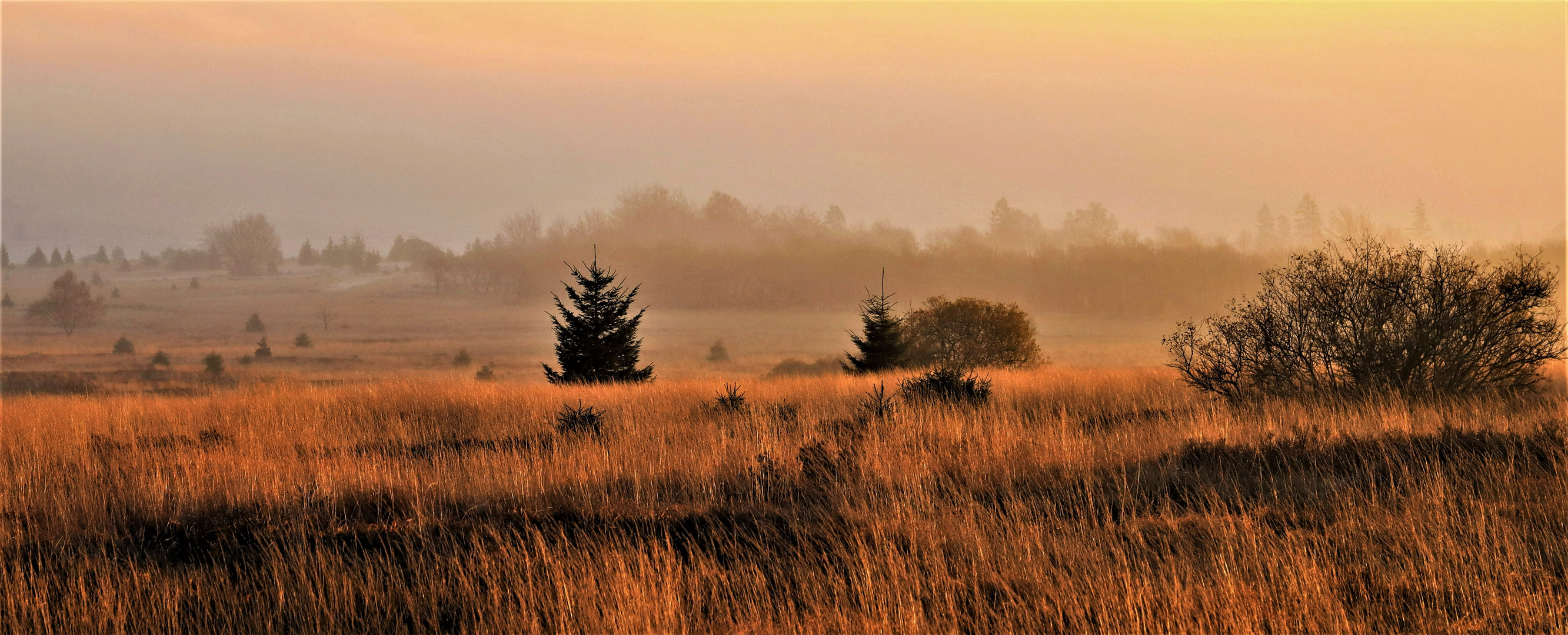 Goldener Morgen 