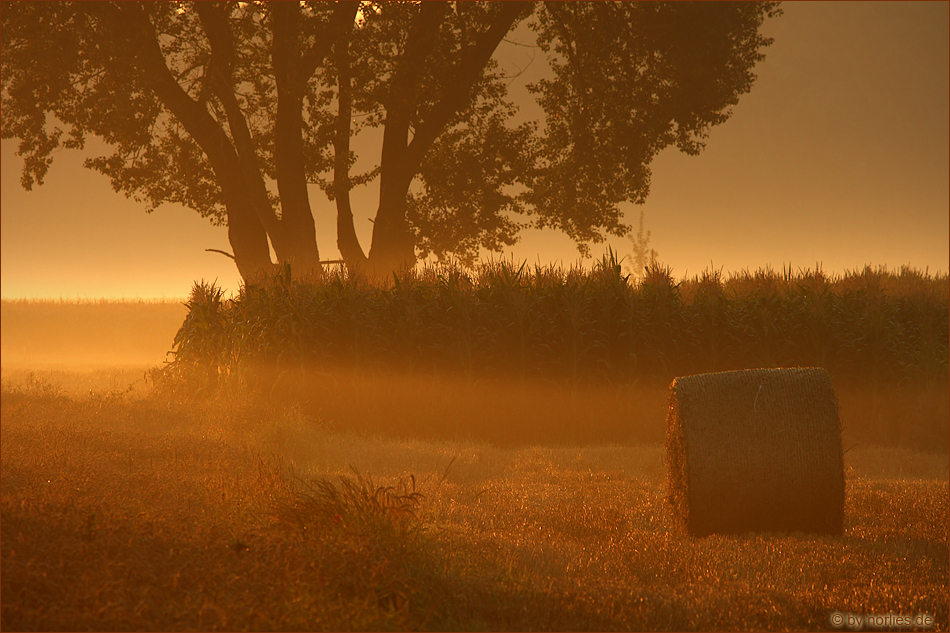 Goldener Morgen