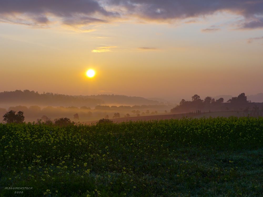 Goldener Morgen I